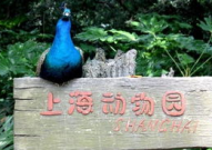 上海动物园门票,上海动物园门票价格及优惠政策详解