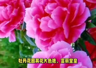 中国国花是什么花,牡丹与梅花的千年传奇与民族象征