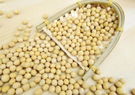 东北大豆价格,供需格局与市场动态解读”